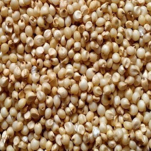 JAWAR (SORGHUM)